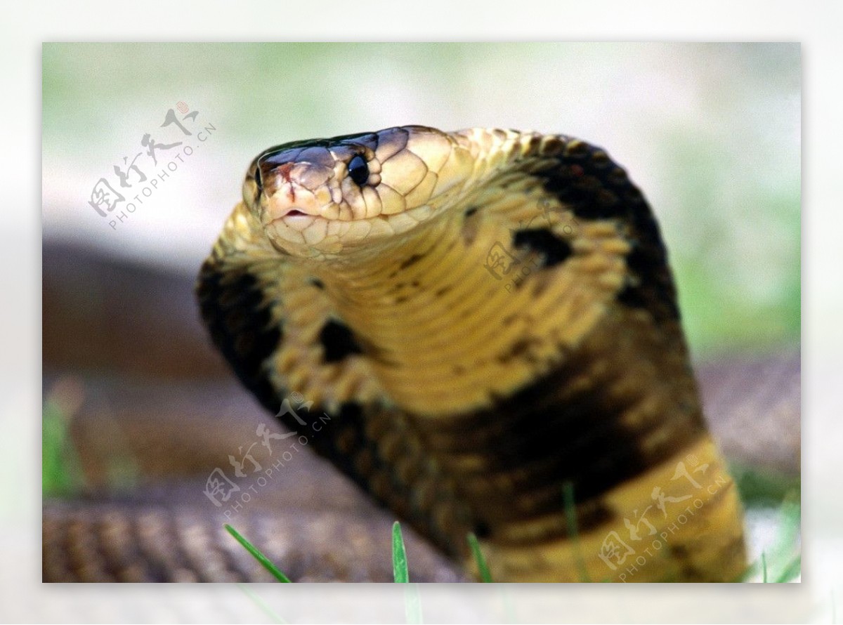 眼镜王蛇图片