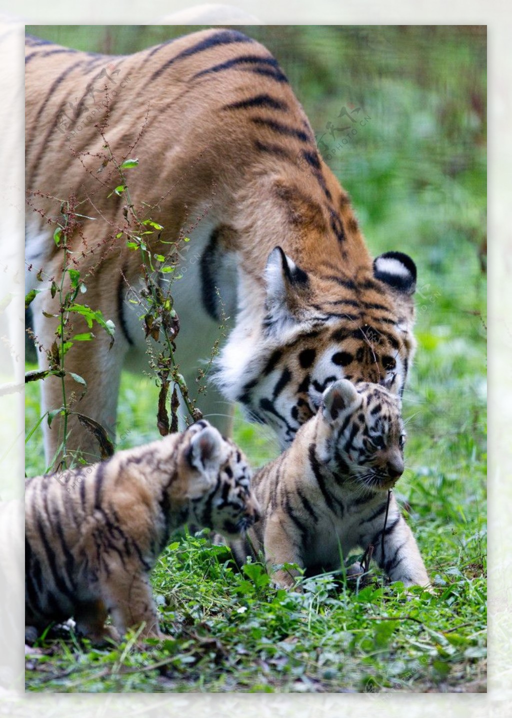 老虎和她的幼崽图片