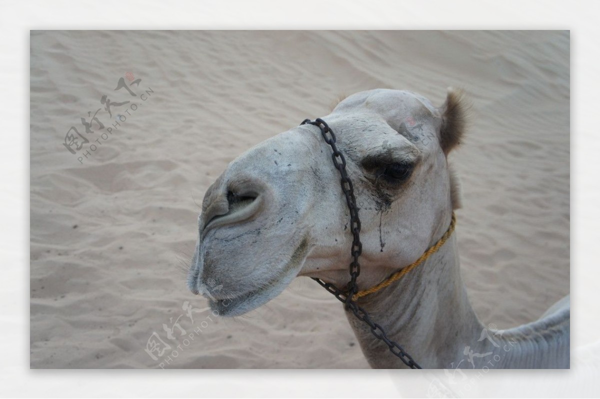 沙漠骆驼🐫|摄影|动物|董哞哞 - 原创作品 - 站酷 (ZCOOL)