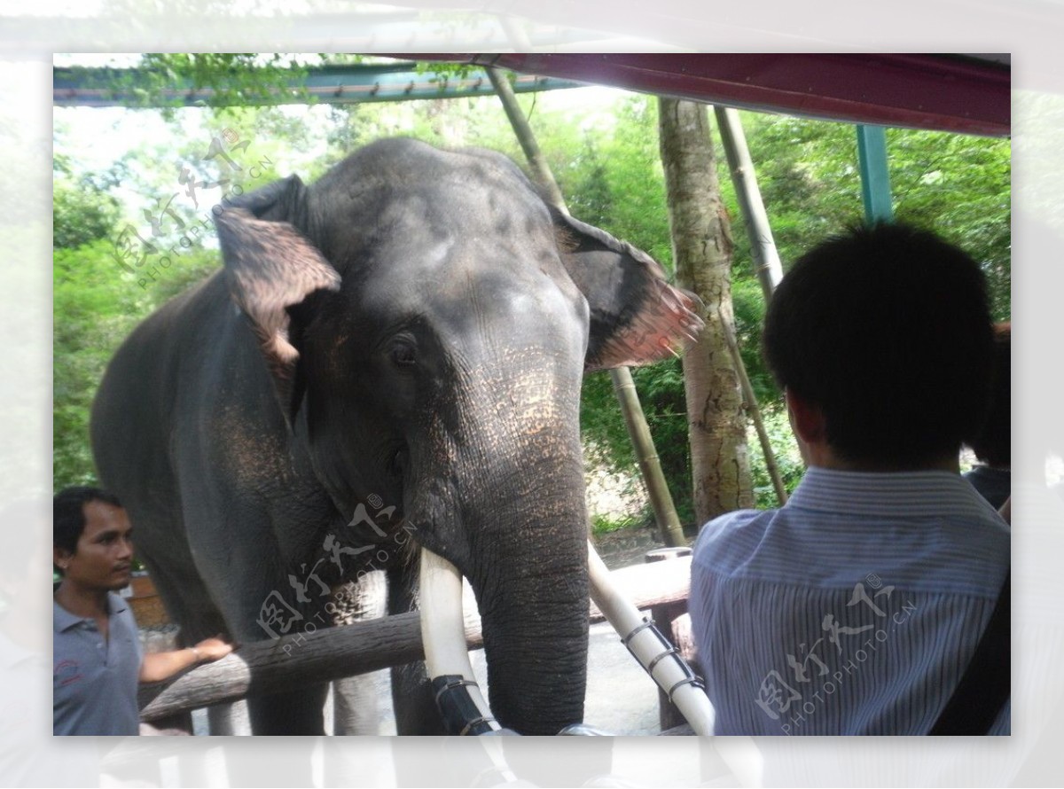 清迈动物园的大象图片
