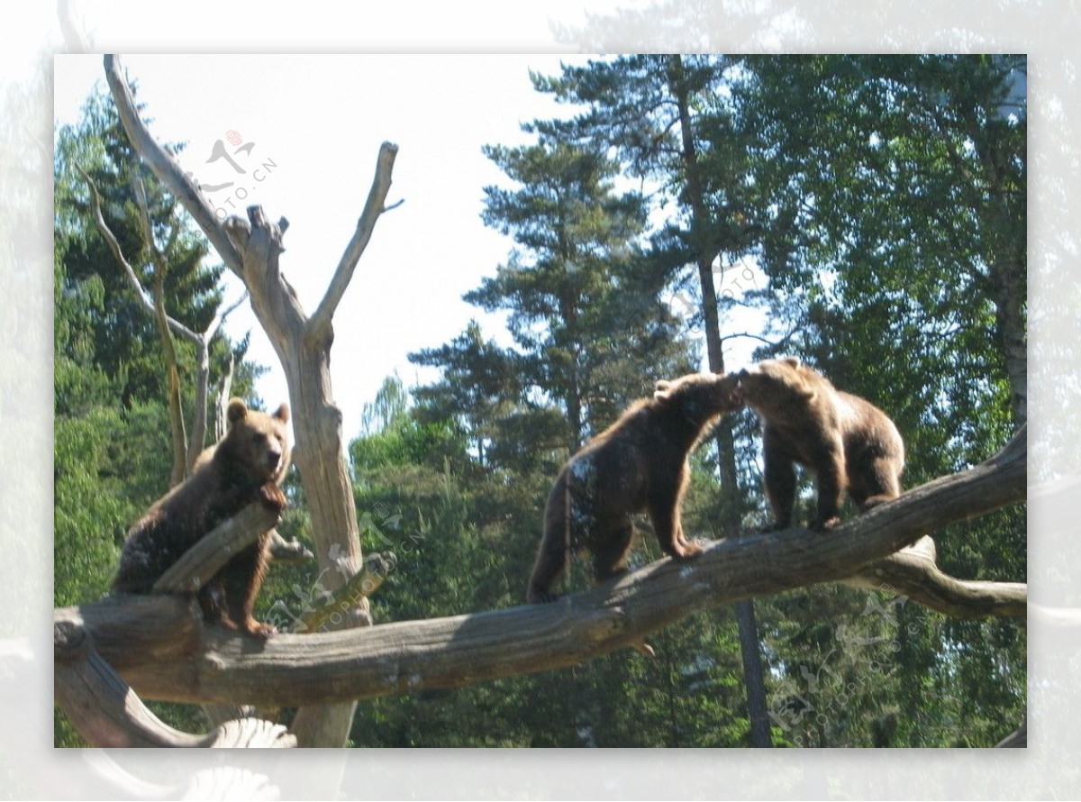 瑞典动物园的棕熊图片