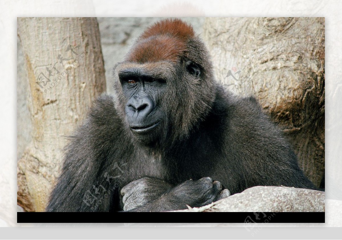 黑猩猩摄影图__野生动物_生物世界_摄影图库_昵图网nipic.com