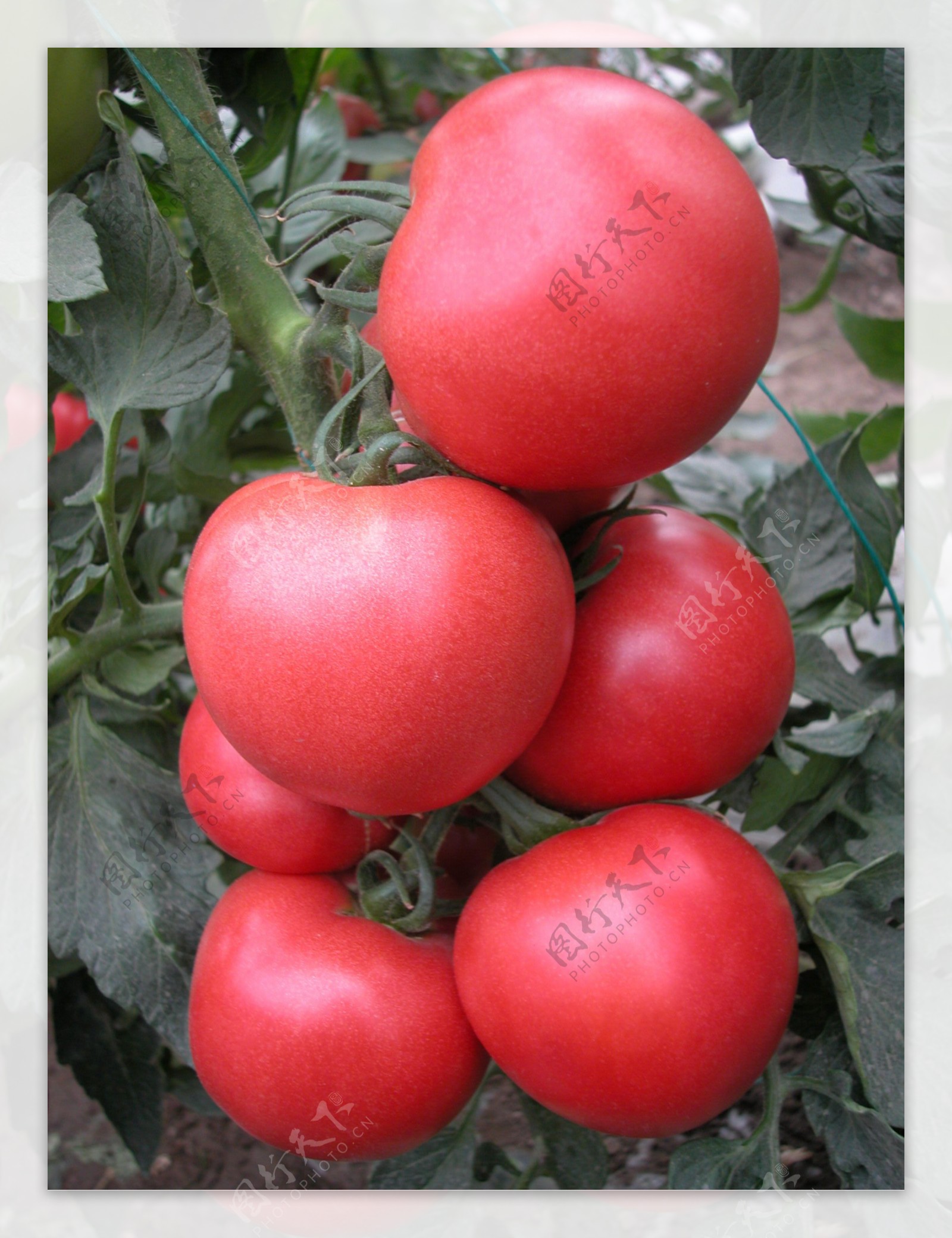 粉果番茄图片