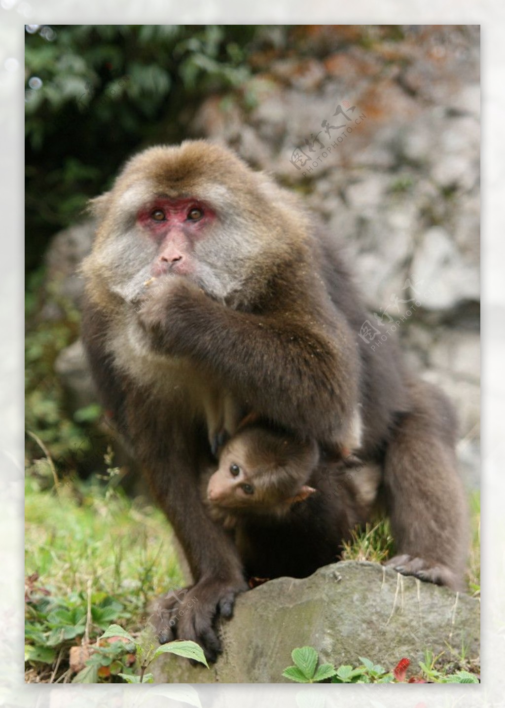 峨眉山的猴图片