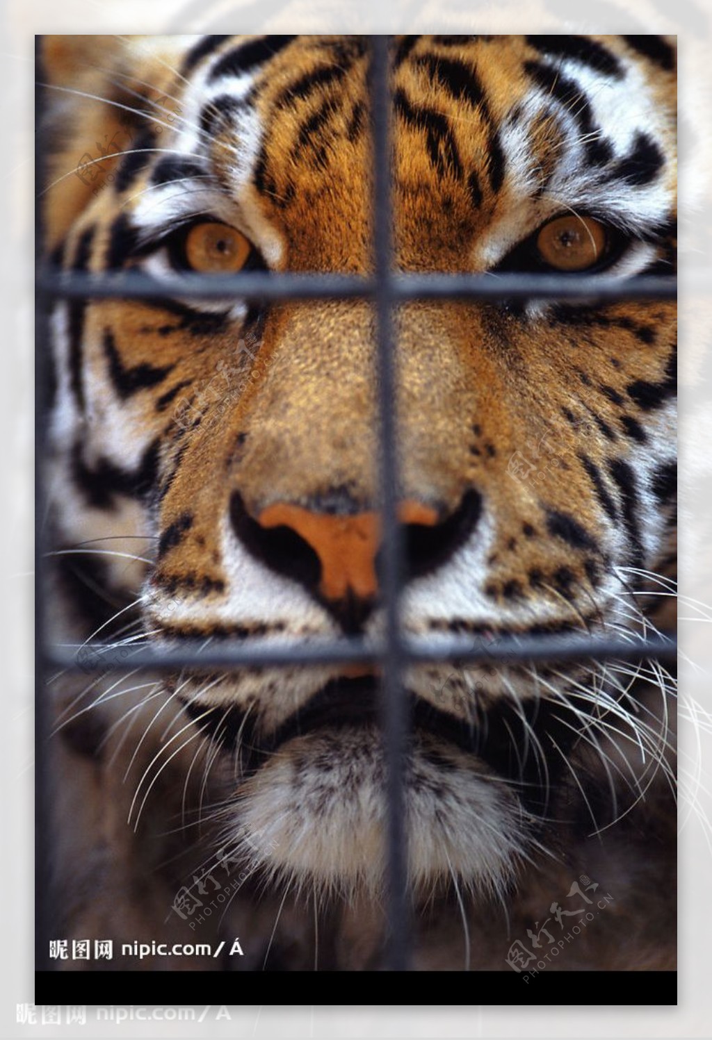 囚禁的老虎图片