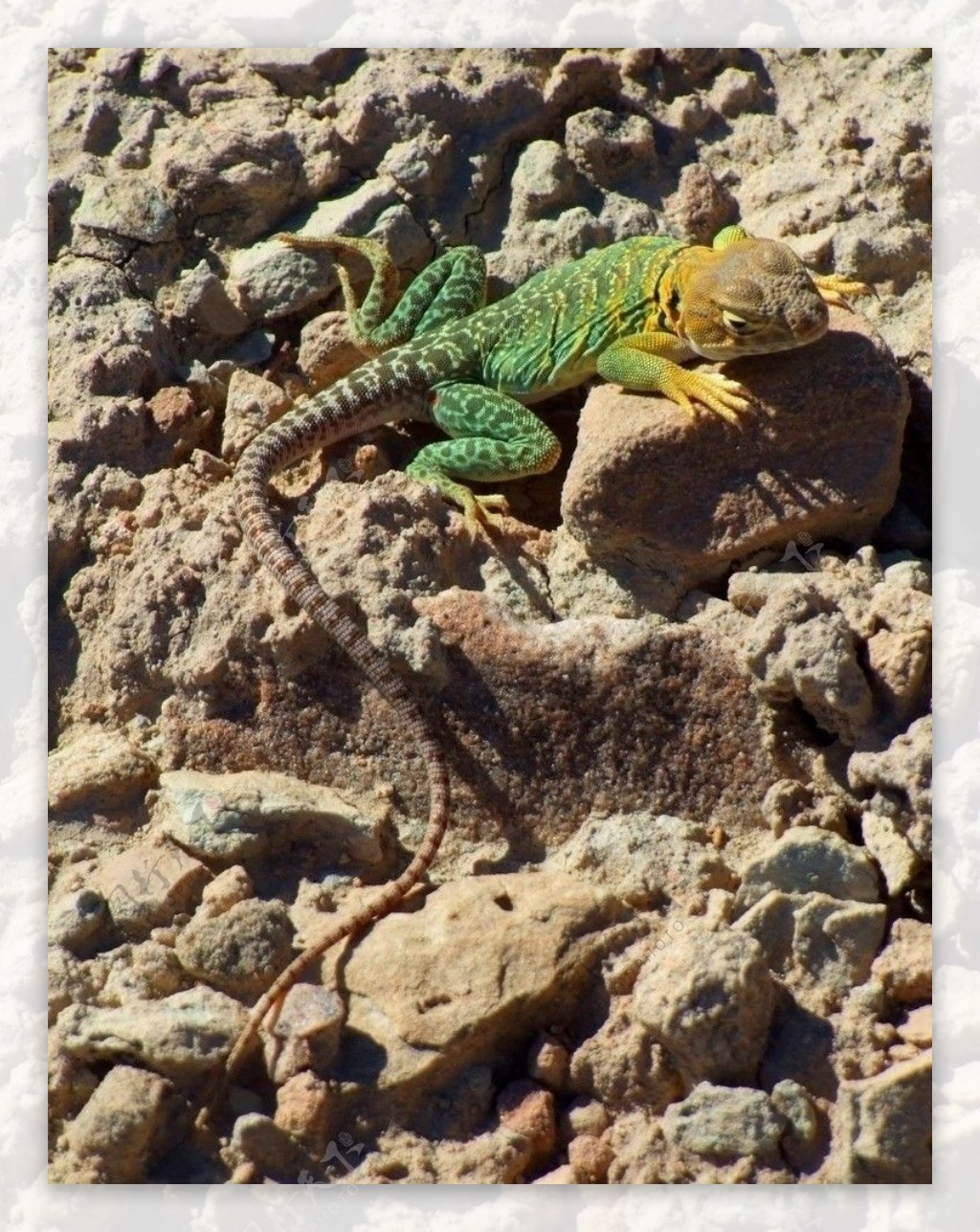 美国科罗拉多大峡谷蜥蜴图片