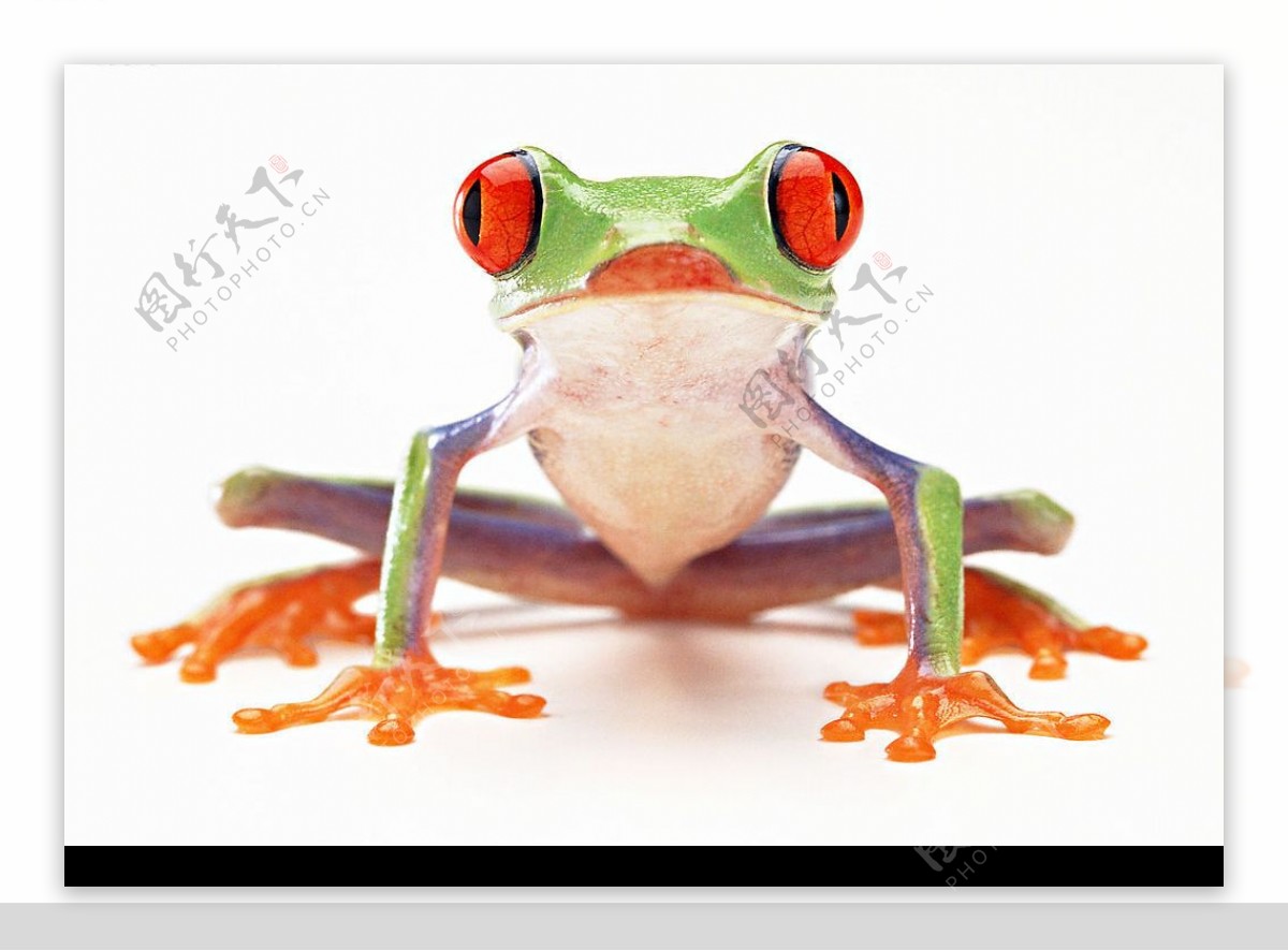 青蛙带路径图片