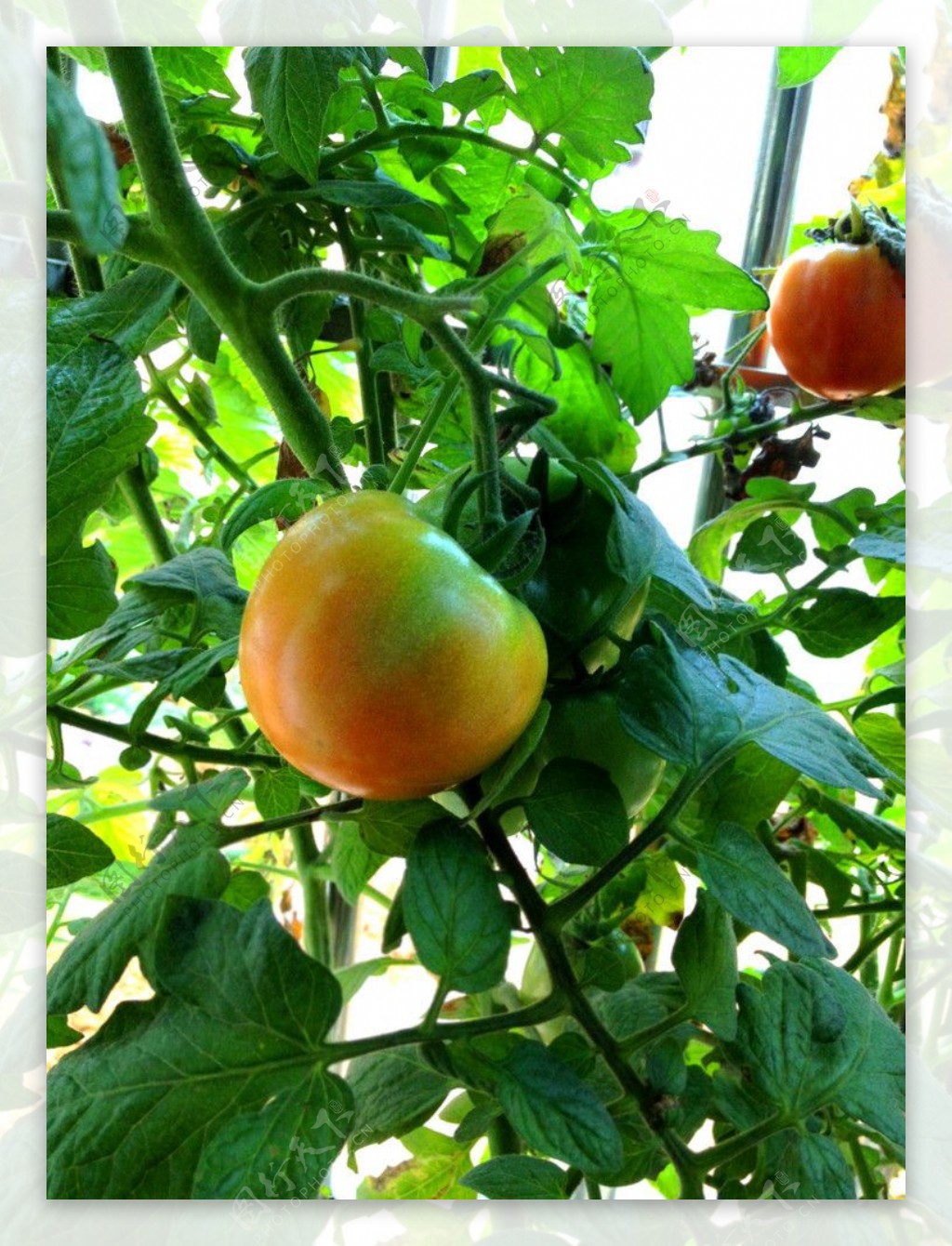 番茄西红柿新鲜图片