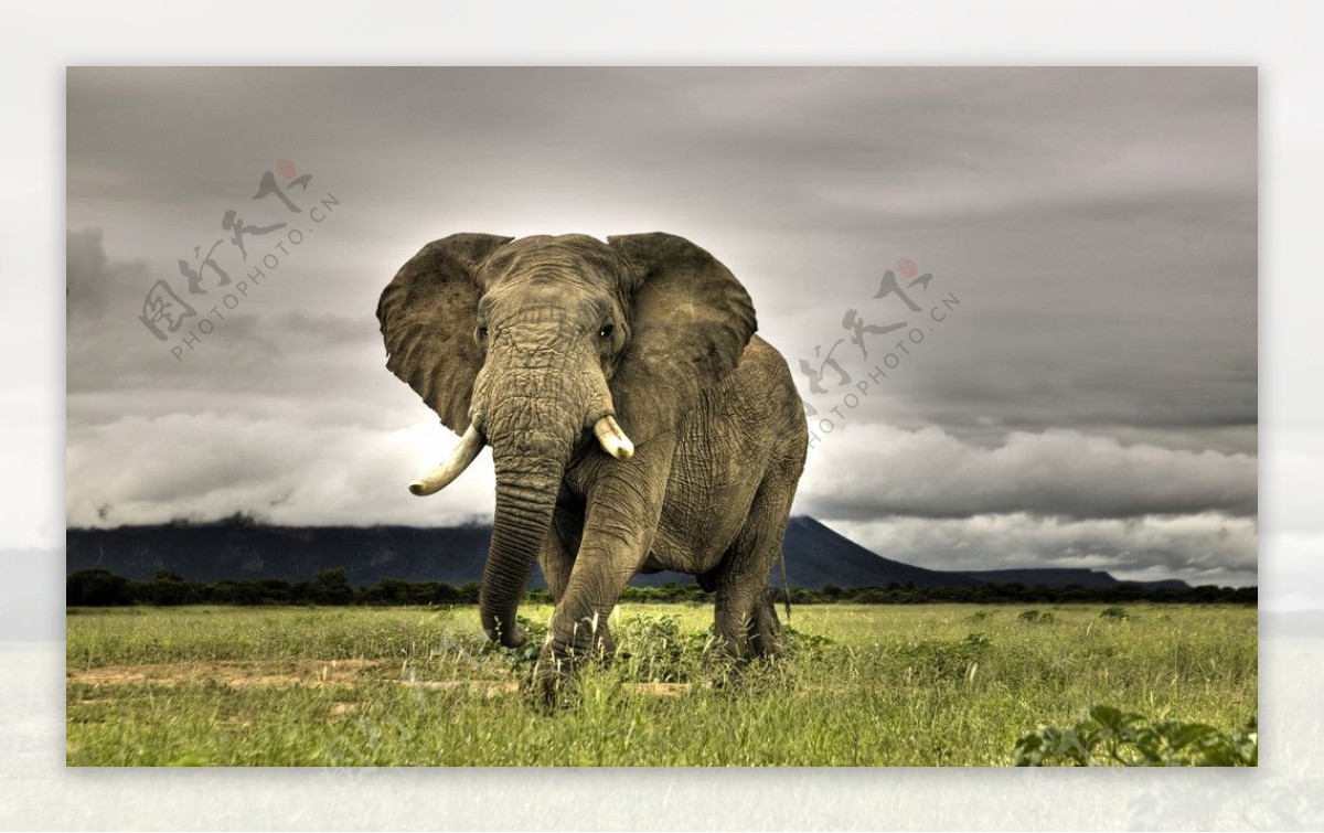 野外大象野象图片