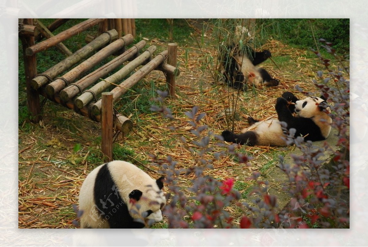 熊猫玩耍图片