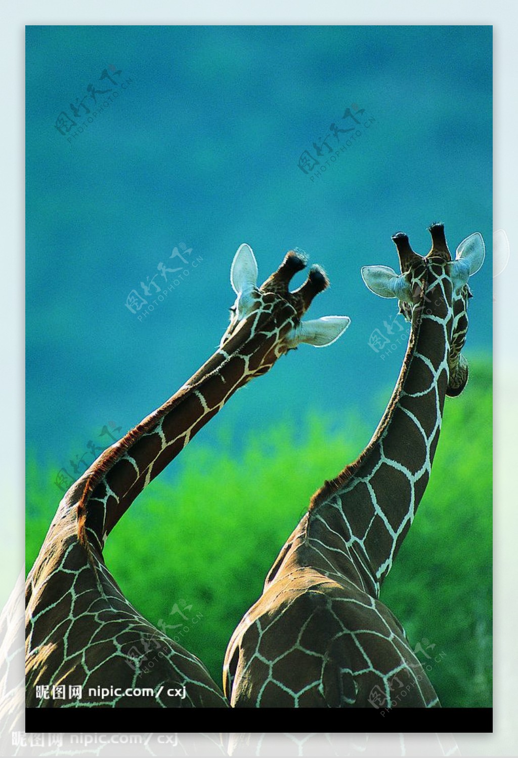 动物世界长颈鹿图片