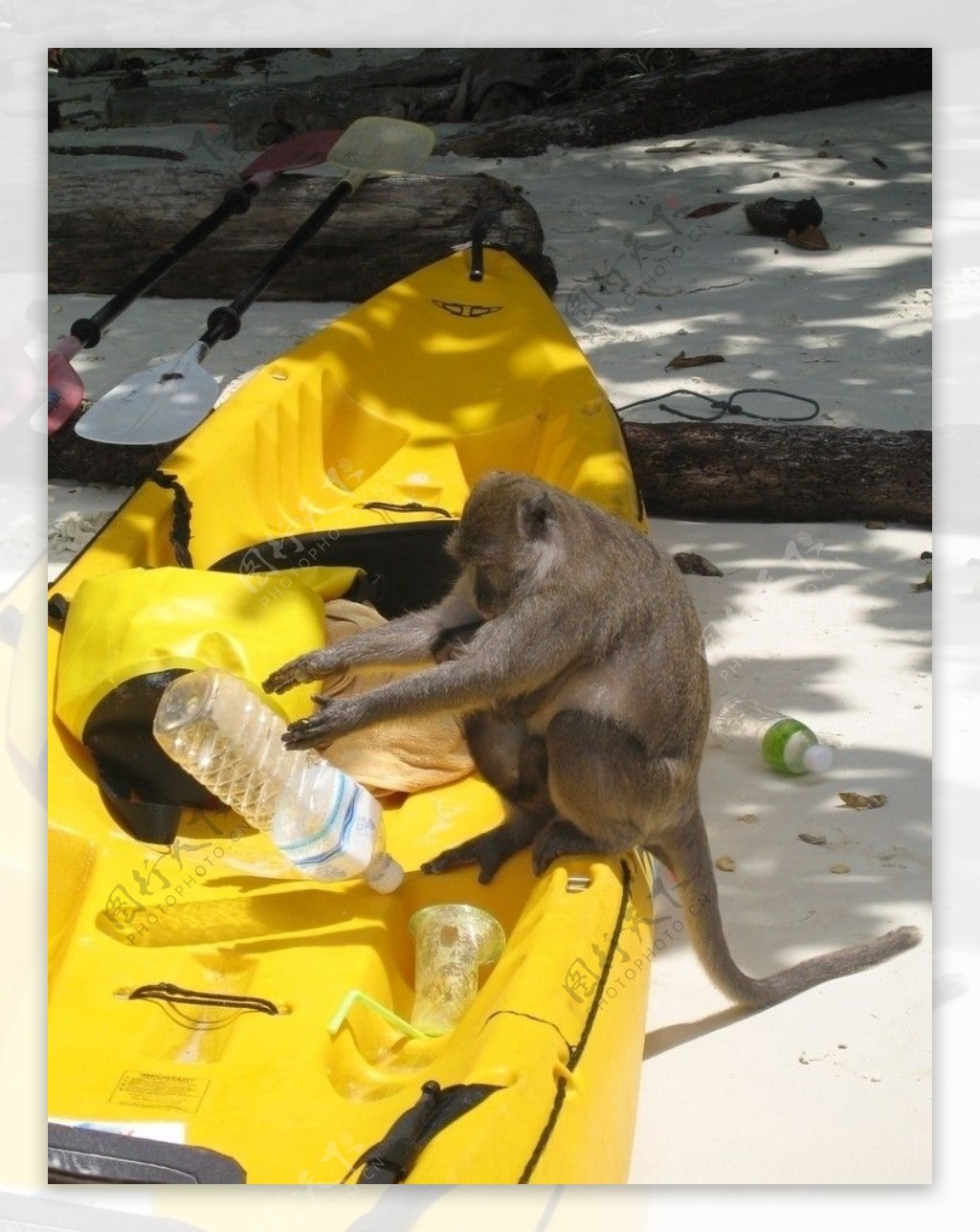 偷水的猴子图片