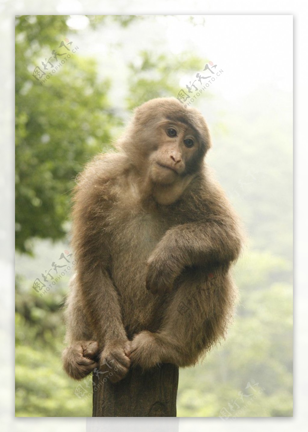 峨眉山的猴子图片