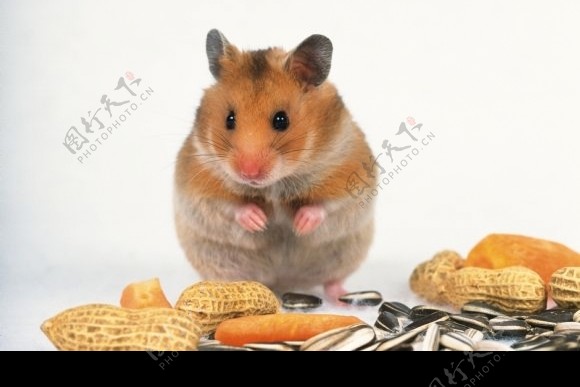 老鼠和食物图片