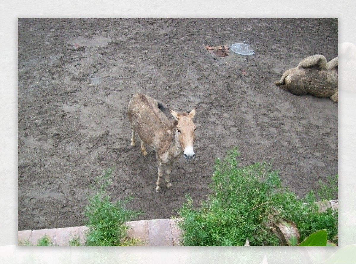 驴子图片