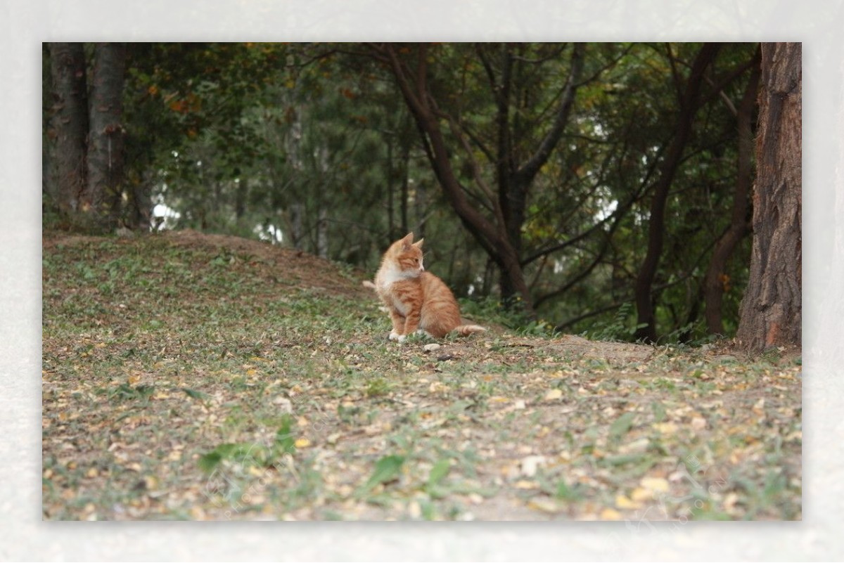 公园中的小野猫图片