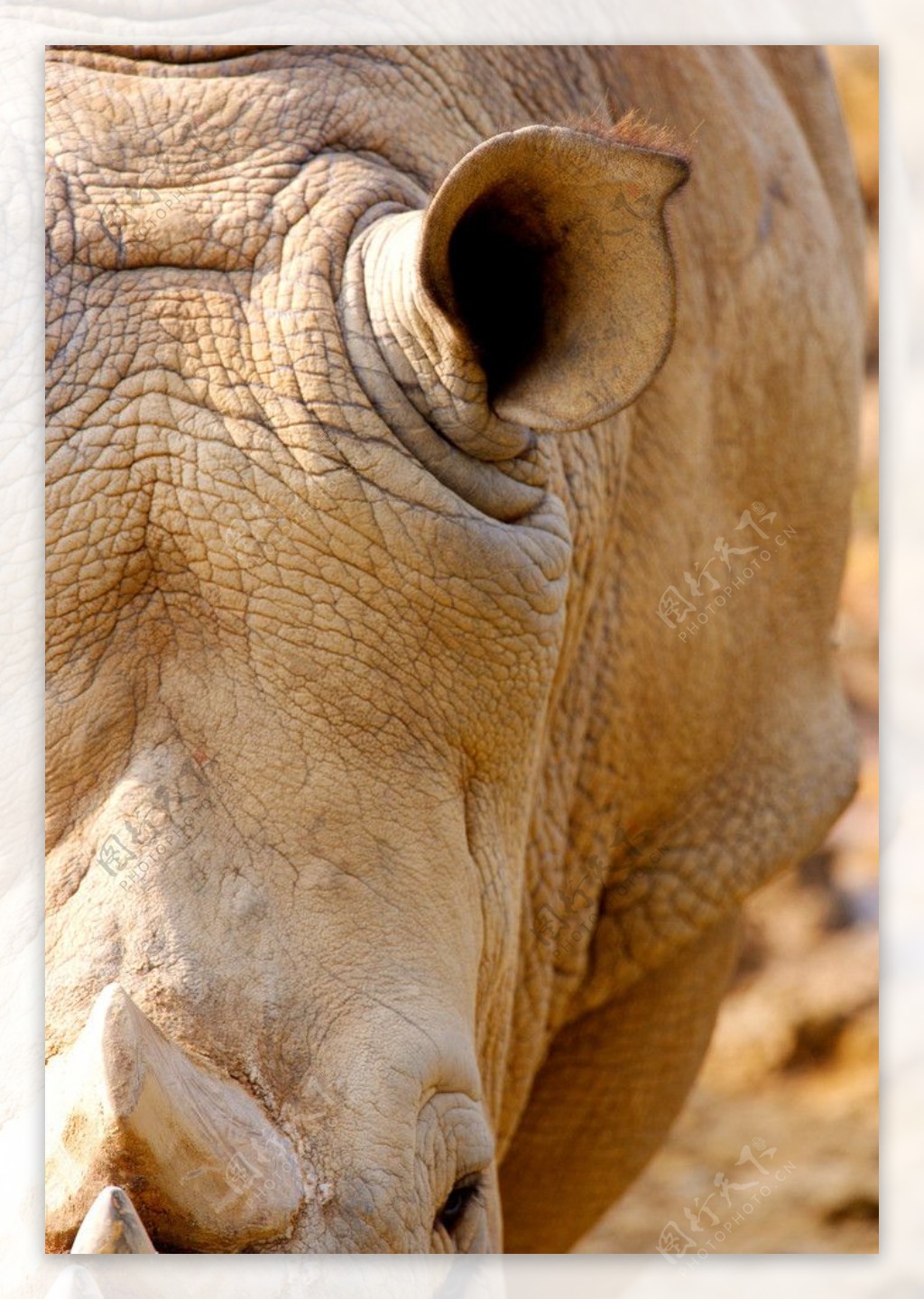 动物表情犀牛野生动物图片
