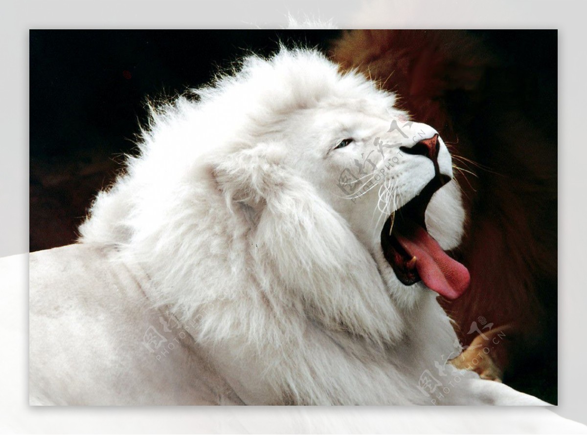 白狮图片