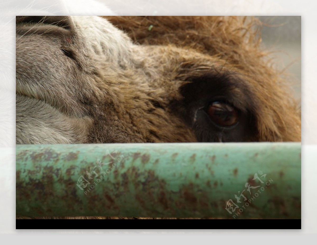 骆驼的眼神图片