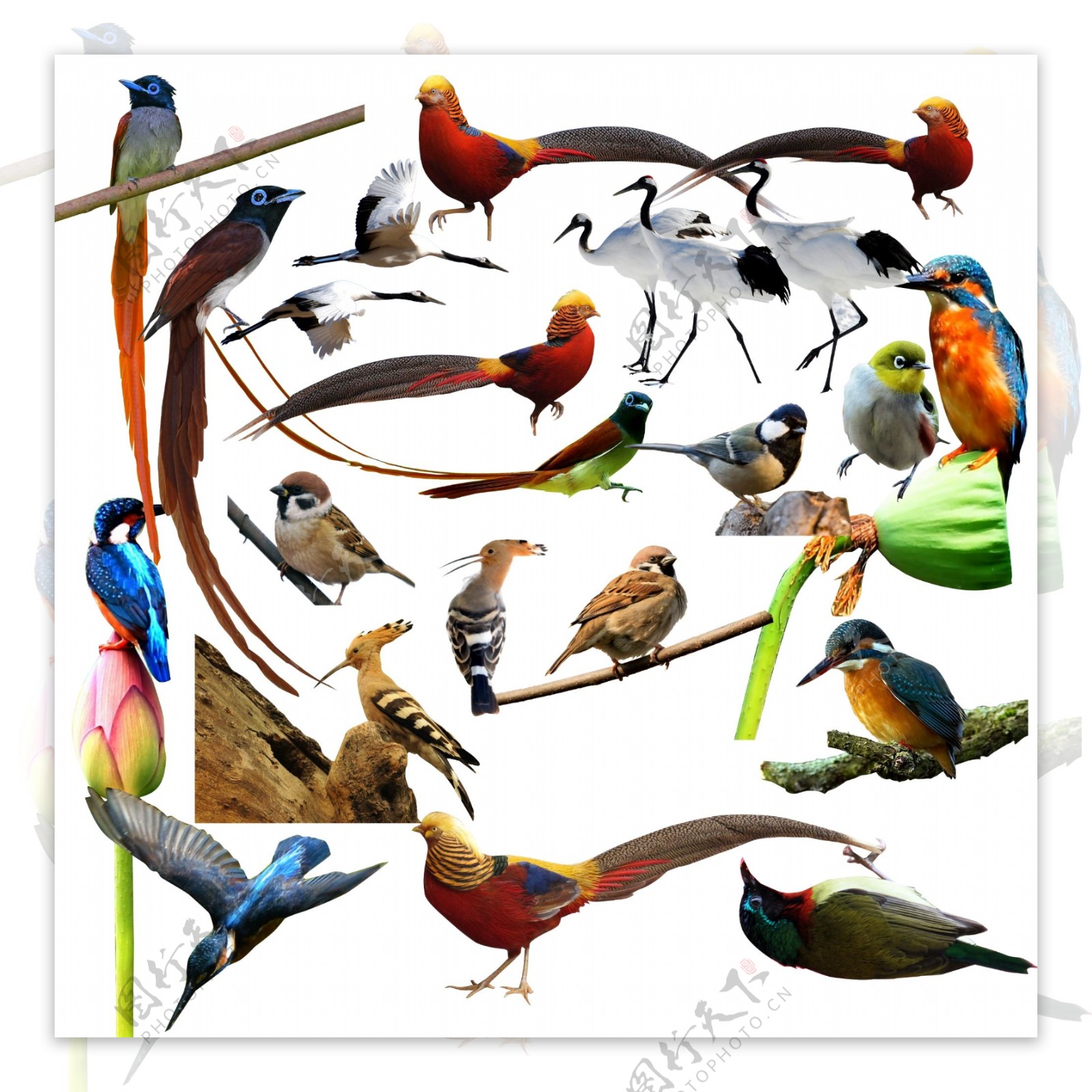 鸟类素材图片