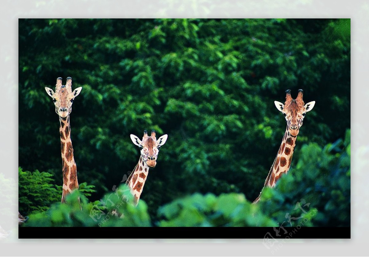 三只露出头的长颈鹿图片