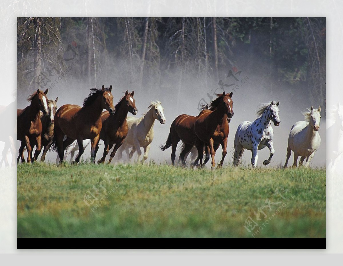 蒙大拿奔跑的马群图片