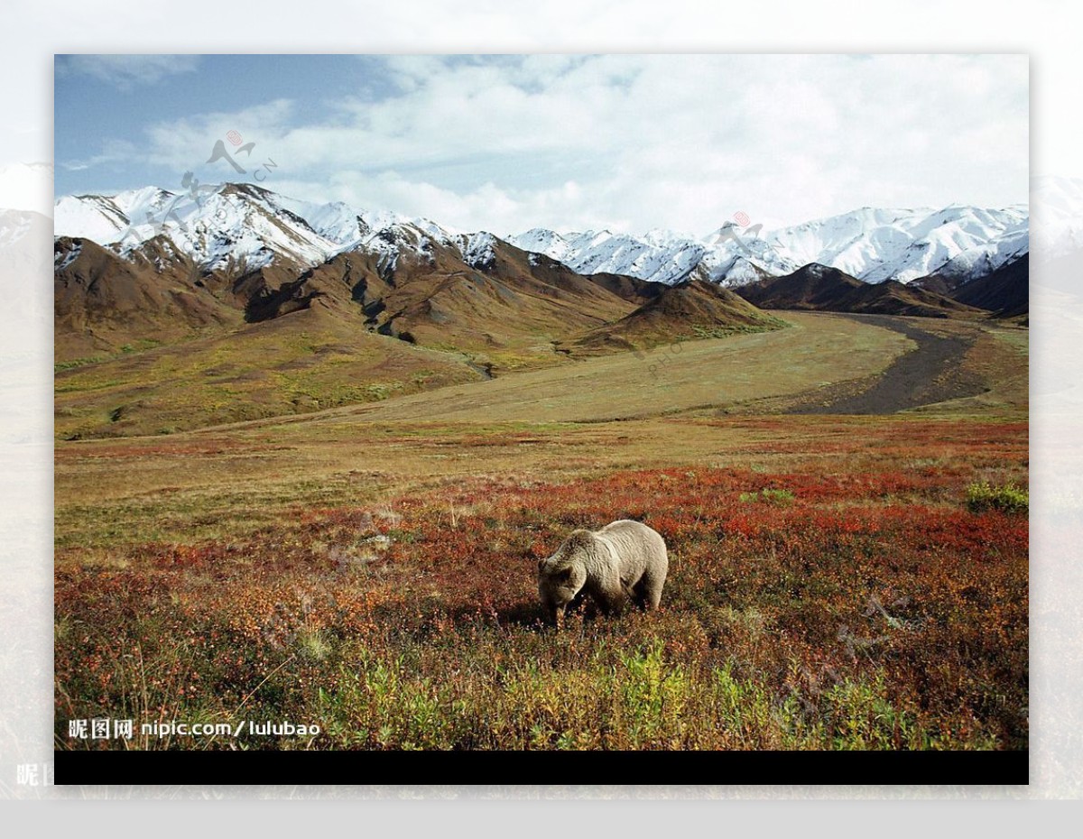 阿拉斯加草原大灰熊图片