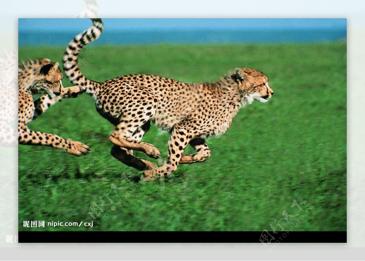 奔跑在草原的金钱豹图片