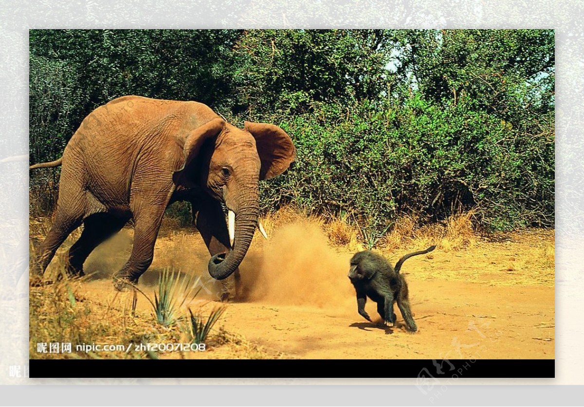 大象路遇猩猩图片
