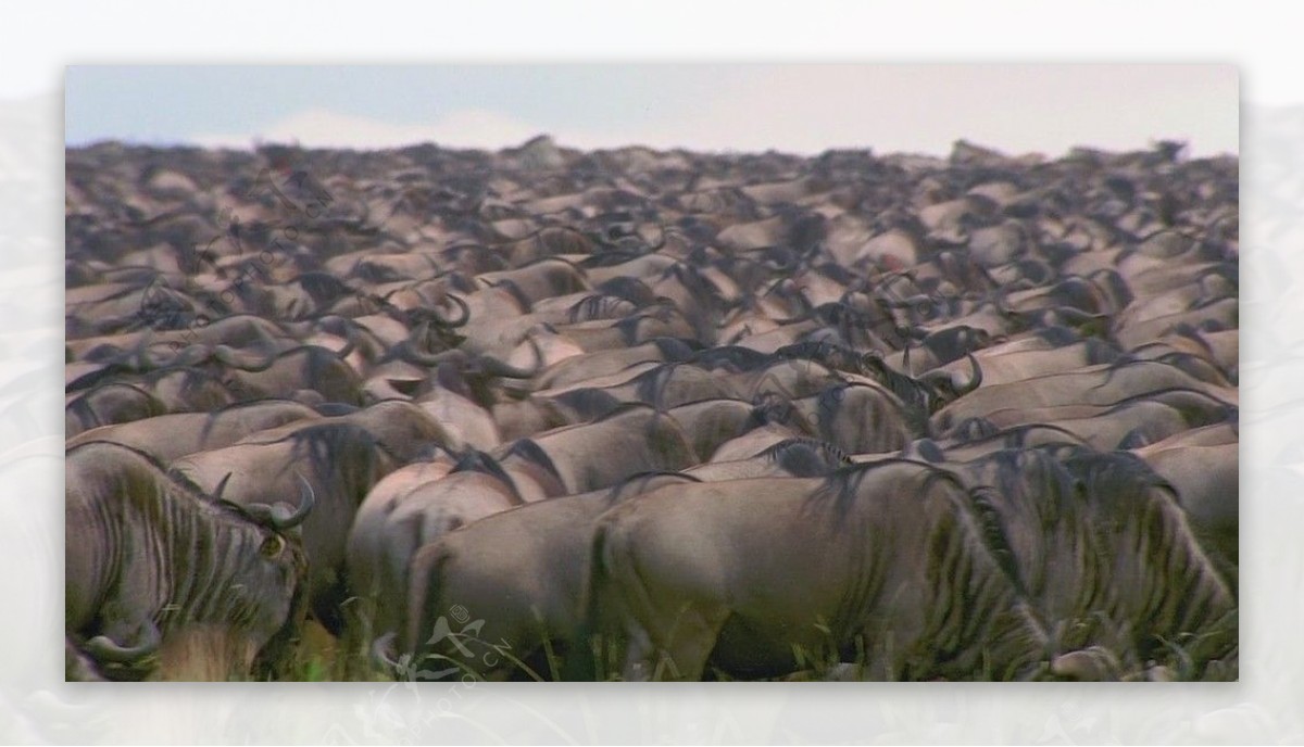非洲角马群近景图片