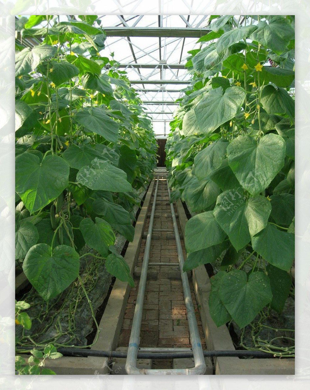 智能温室黄瓜栽培图片