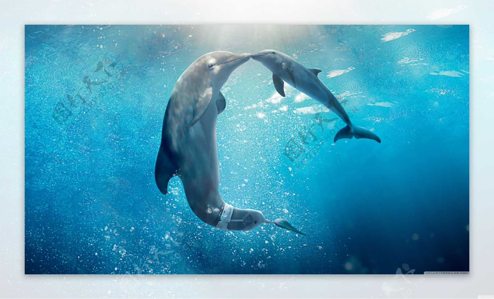 海底海豚图片
