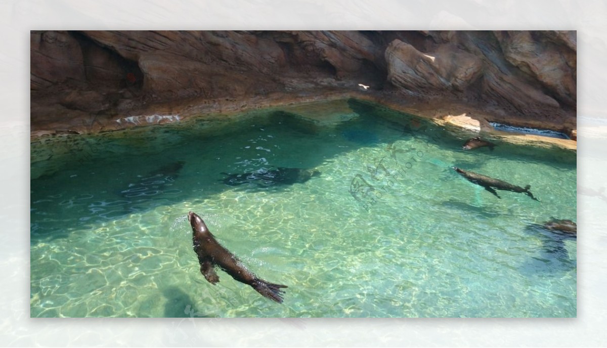 出水芙蓉的海狮图片