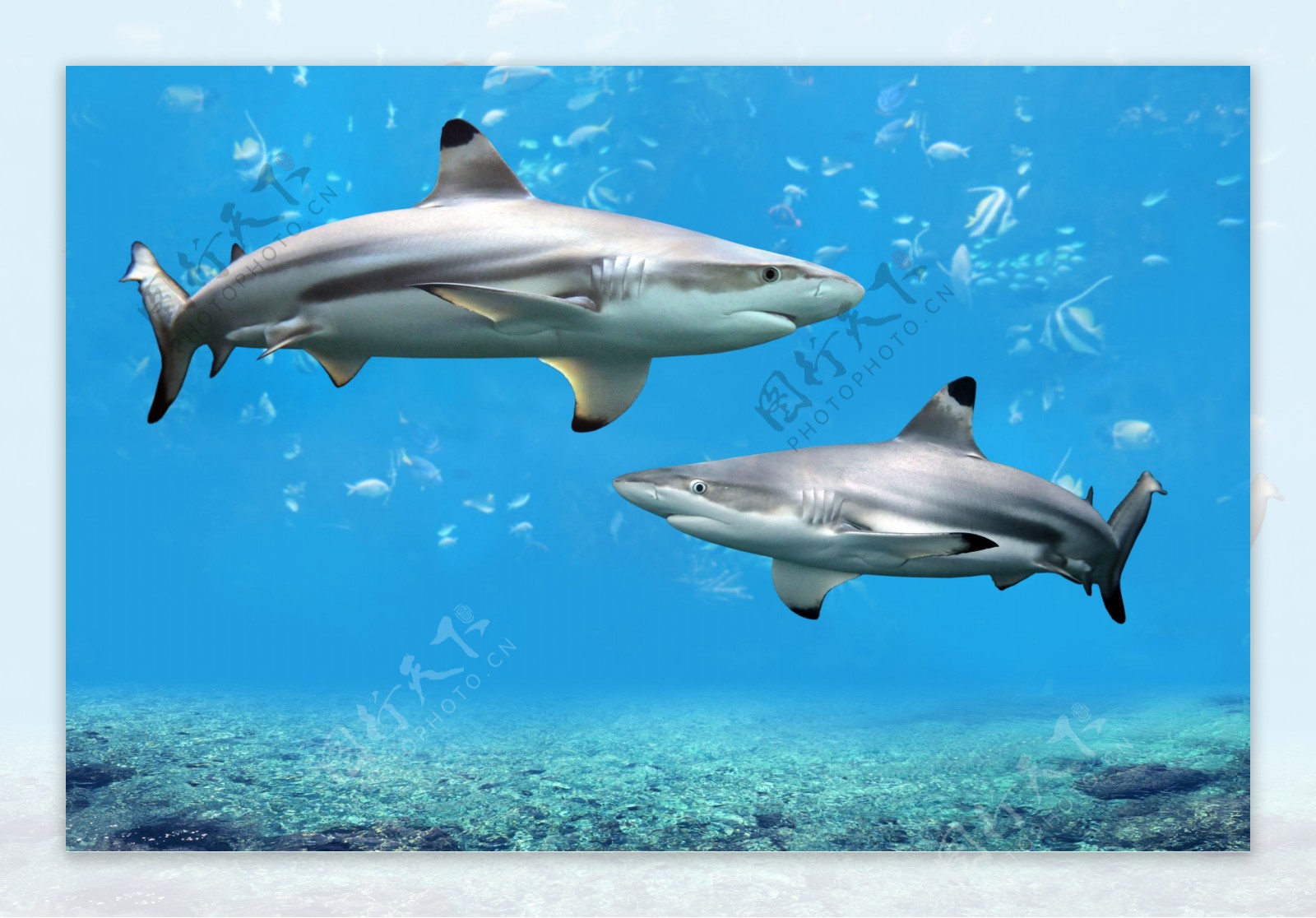 海底的鲨鱼图片高清宽屏壁纸下载-壁纸图片大全