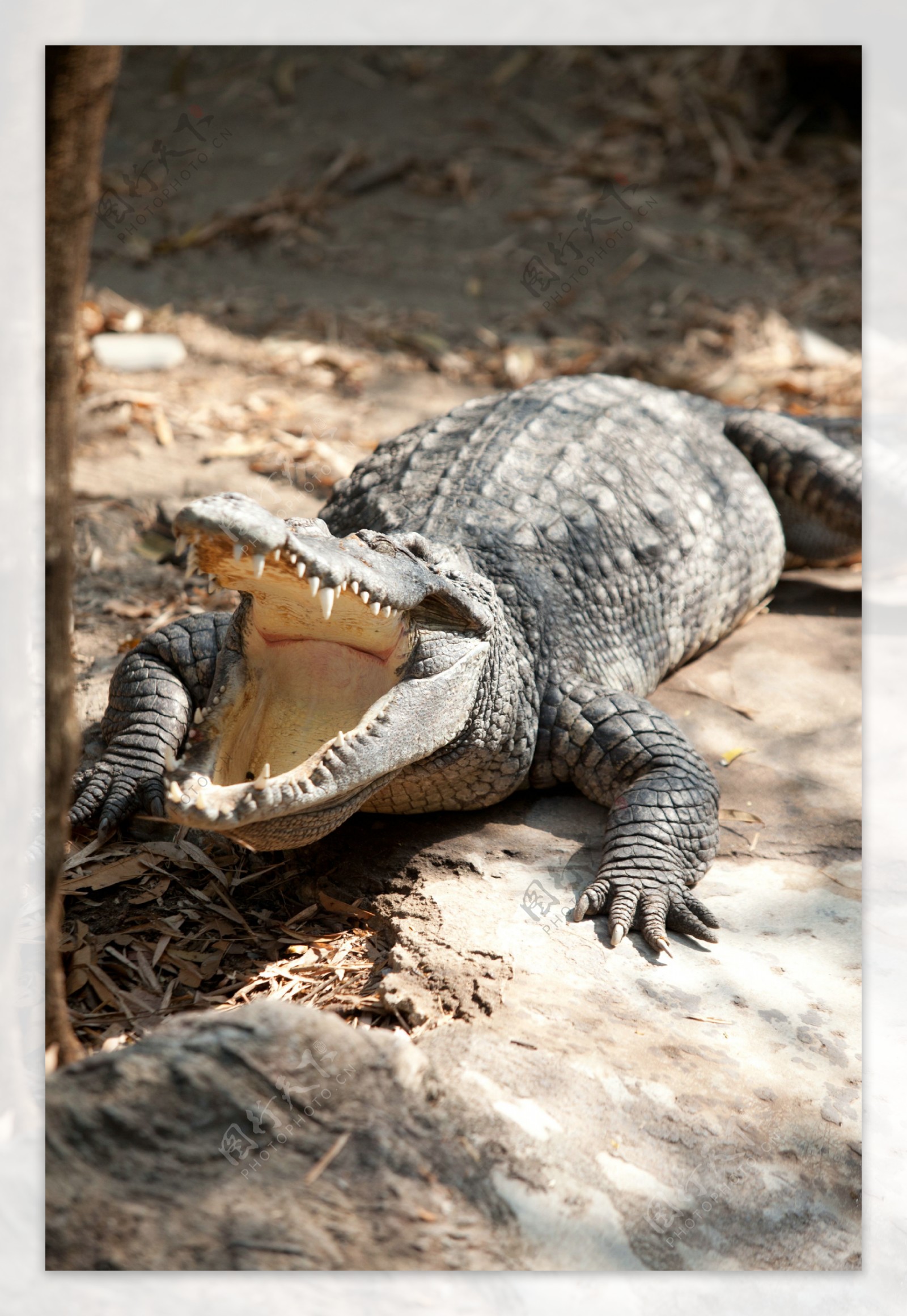 1000 多张免费的“鳄鱼”和“自然”照片 - Pixabay