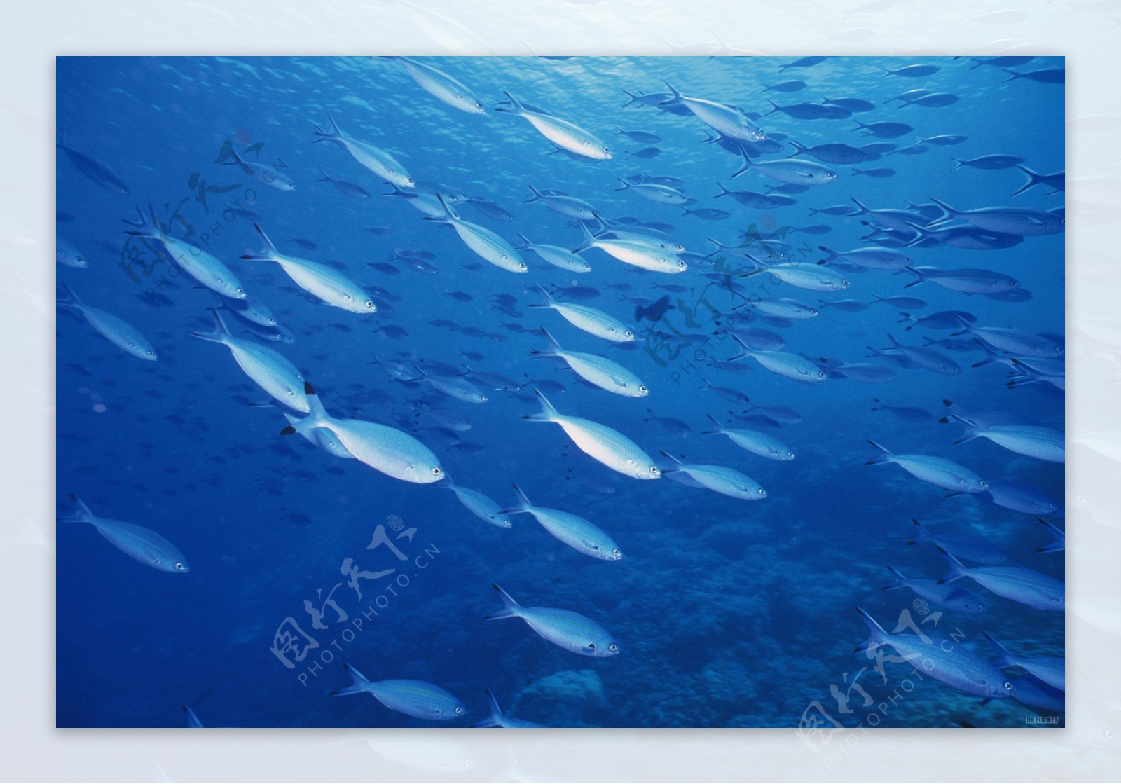 海底鱼群图片