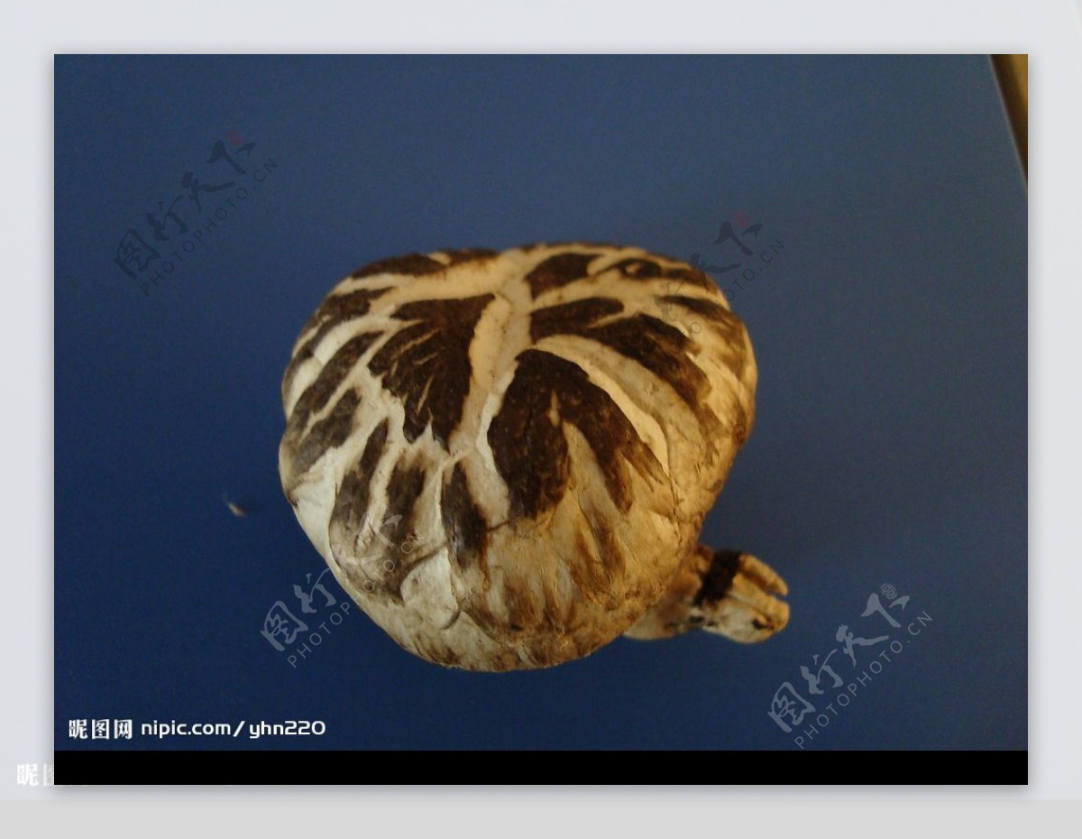 原木香菇2图片