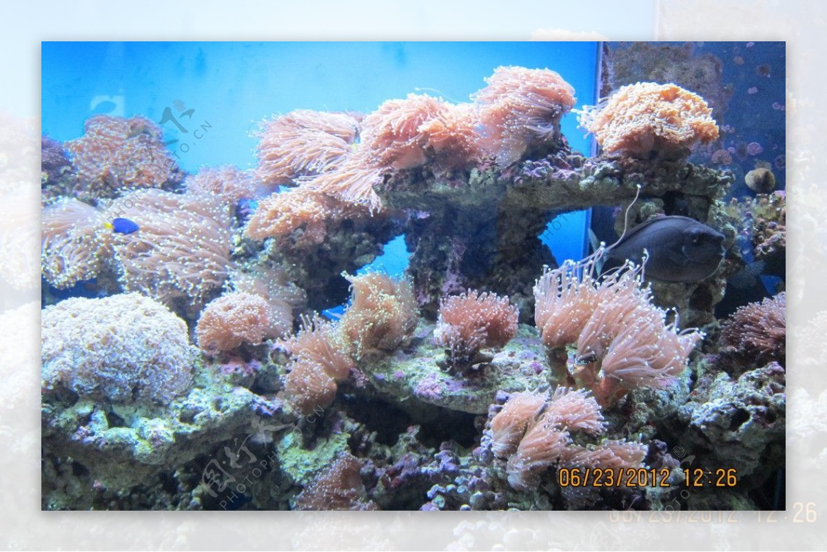 活珊瑚图片