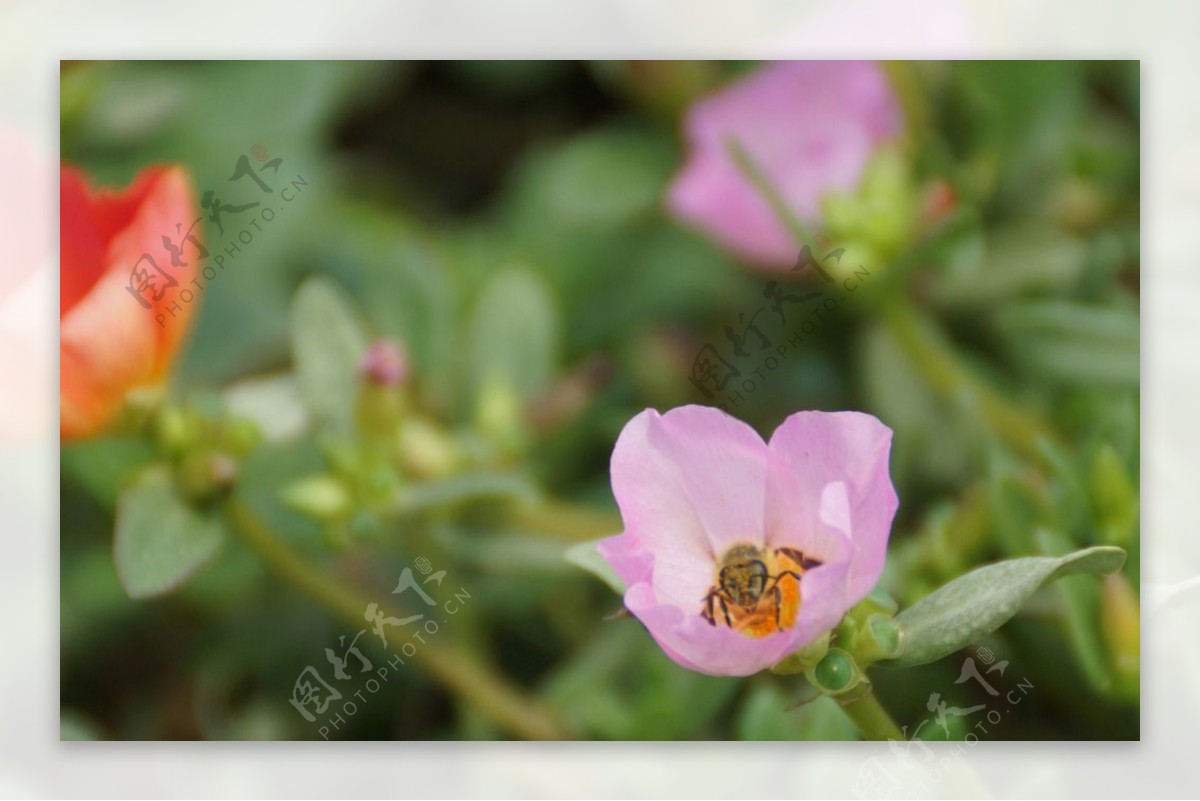 采花粉的小蜜蜂图片