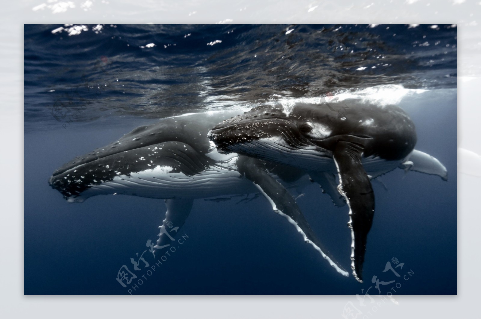 座头鲸家庭图片