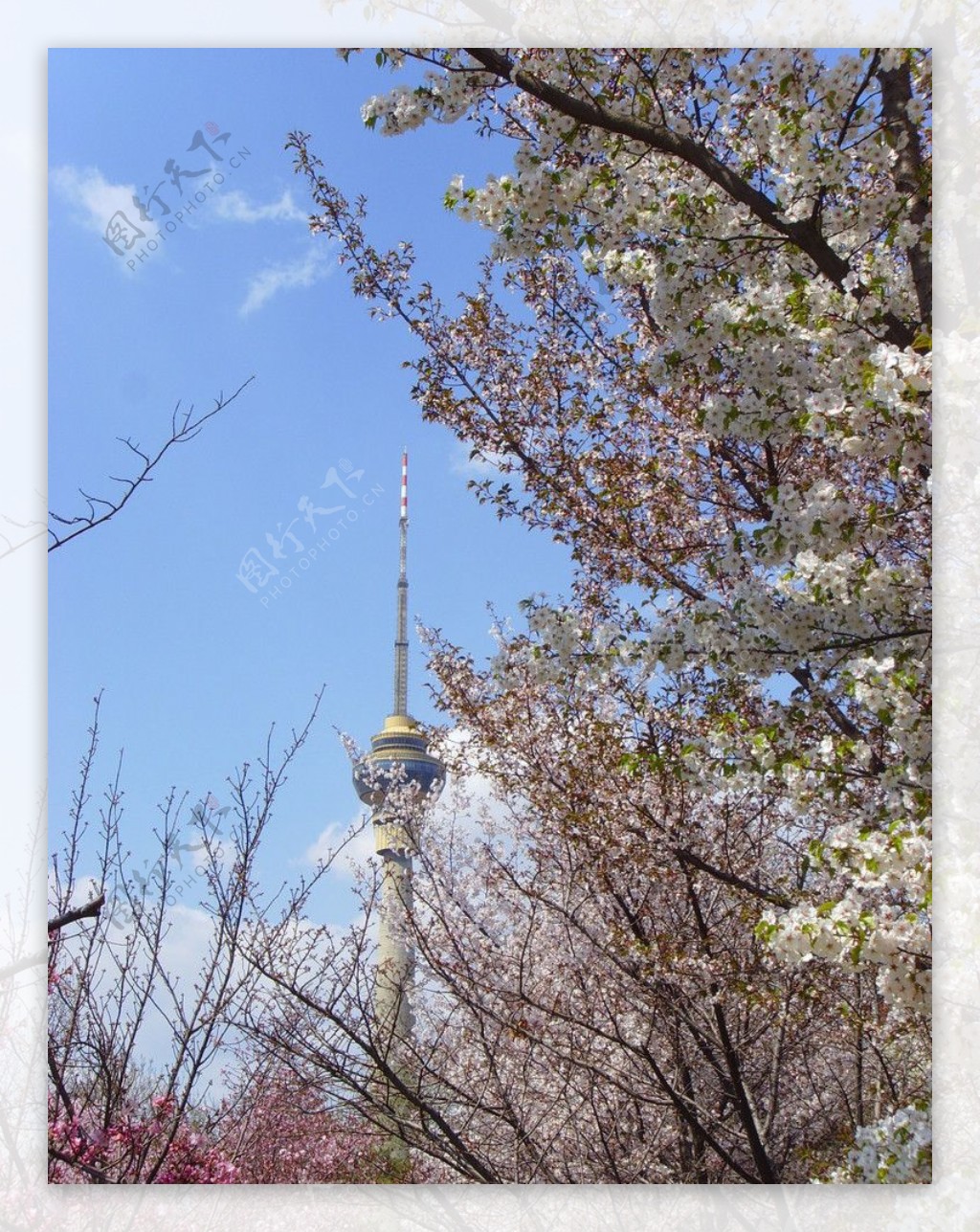 樱花掩映下的中央电视塔图片