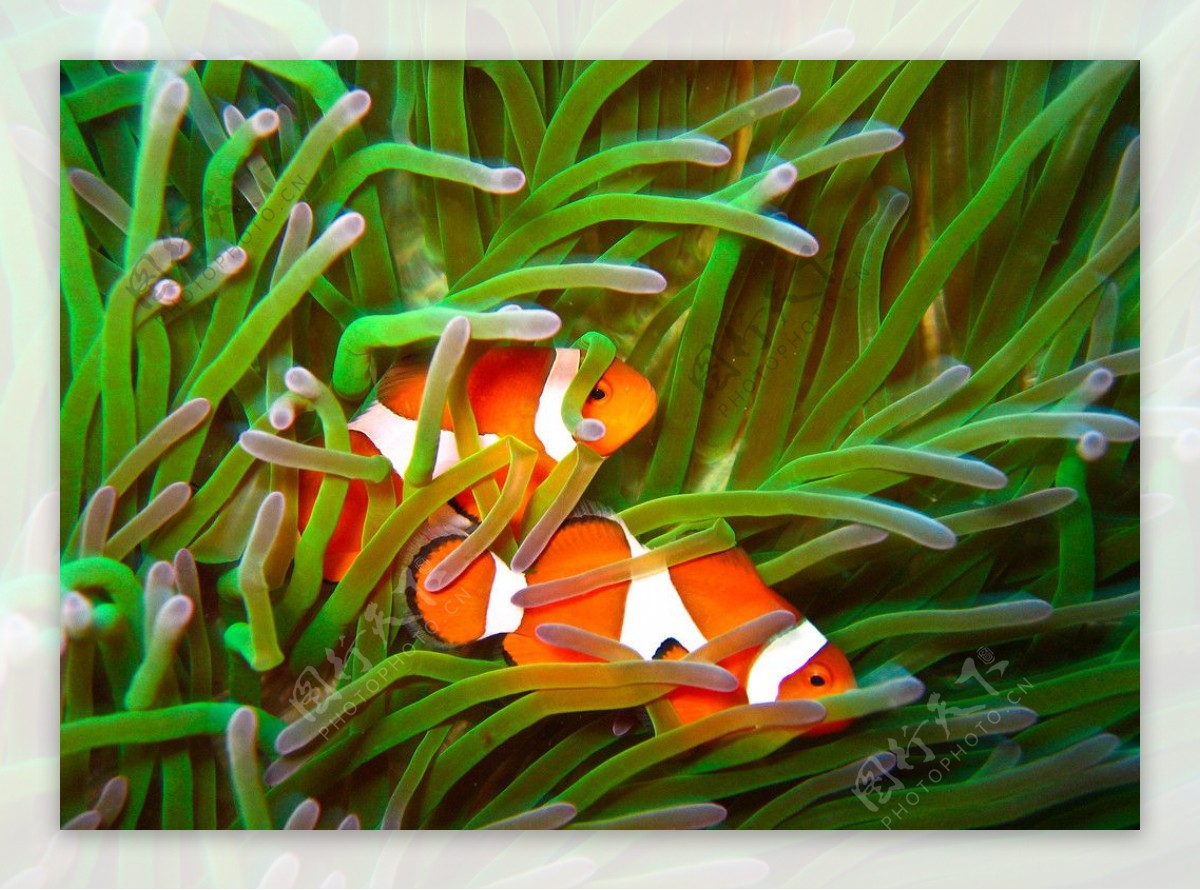 珊瑚热带鱼图片