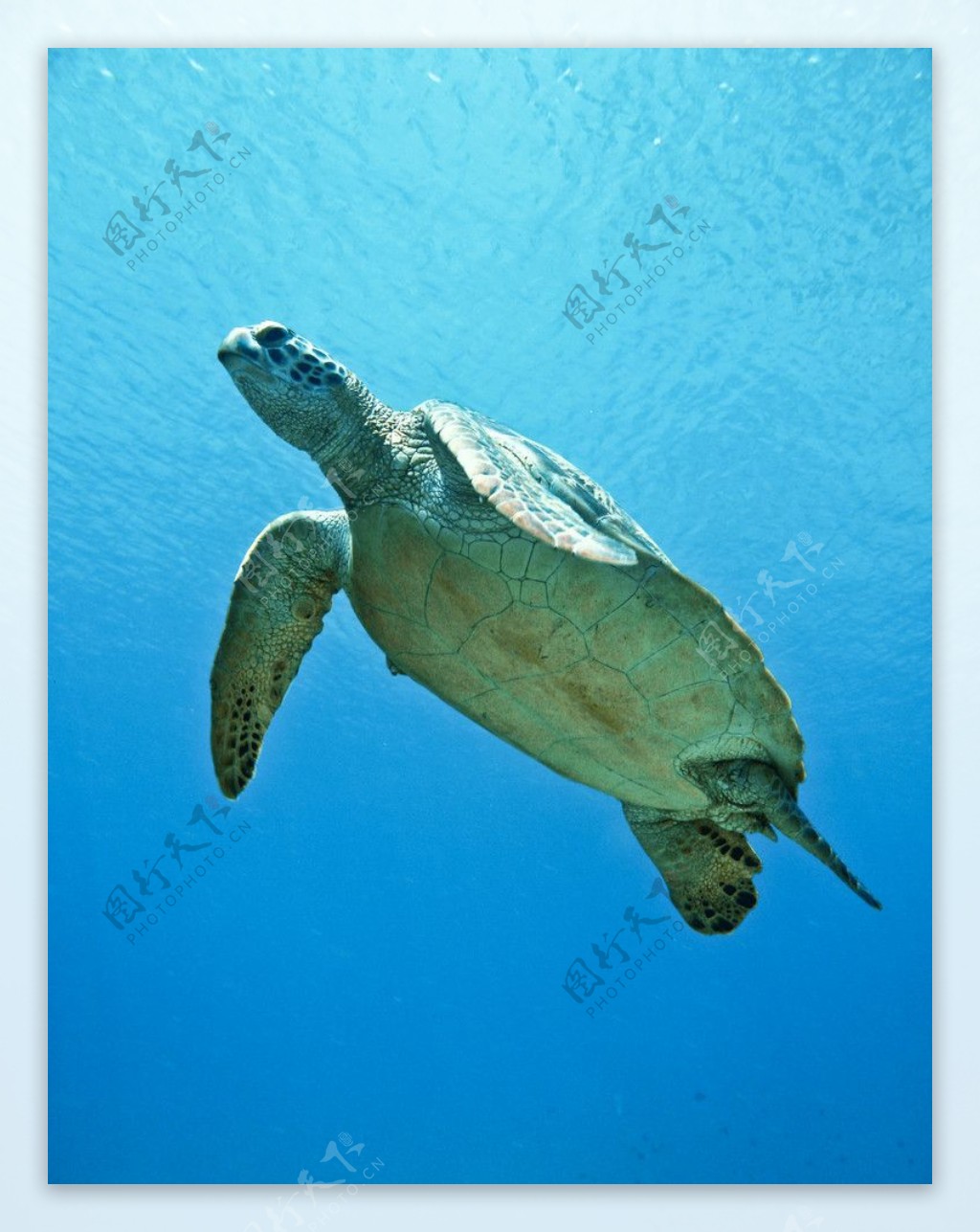 海龟海中游泳图片
