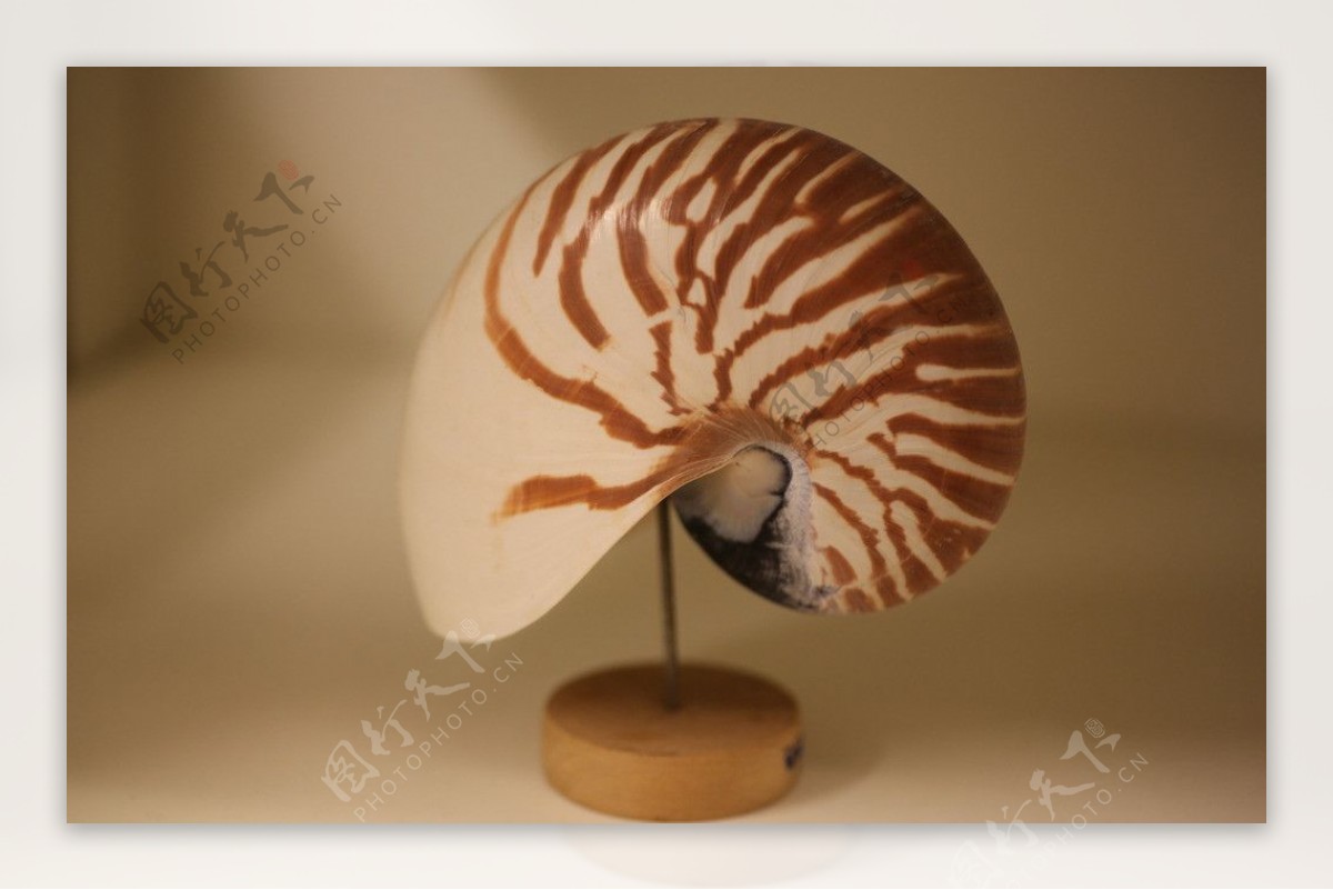 鸚鵡螺图片