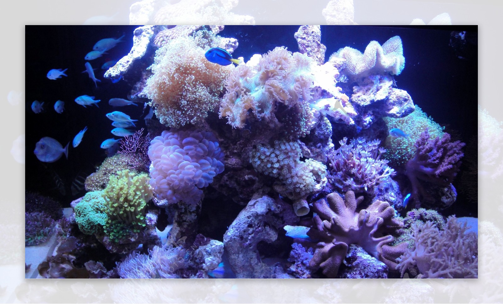 海洋珊瑚图片