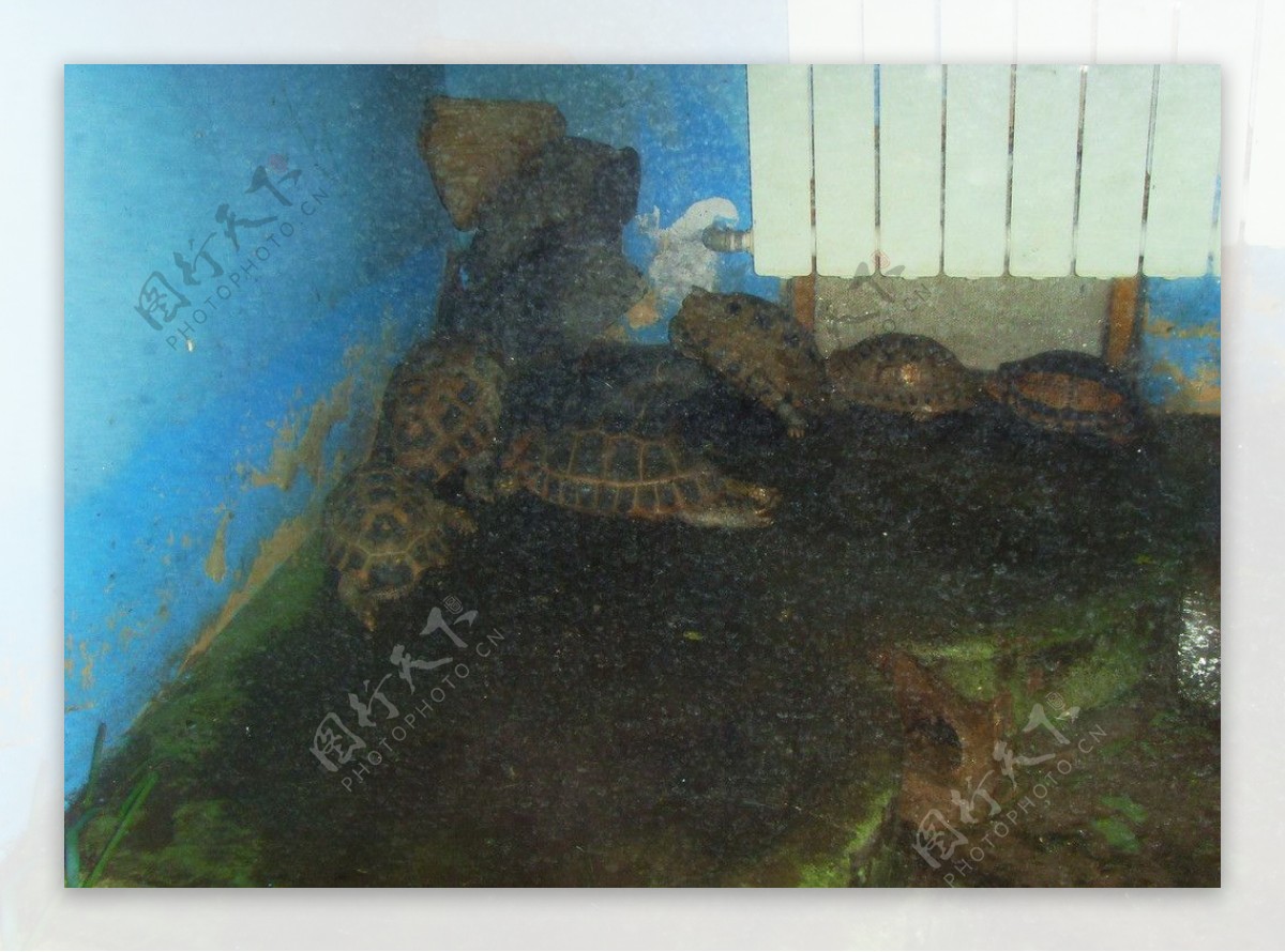 海龟图片