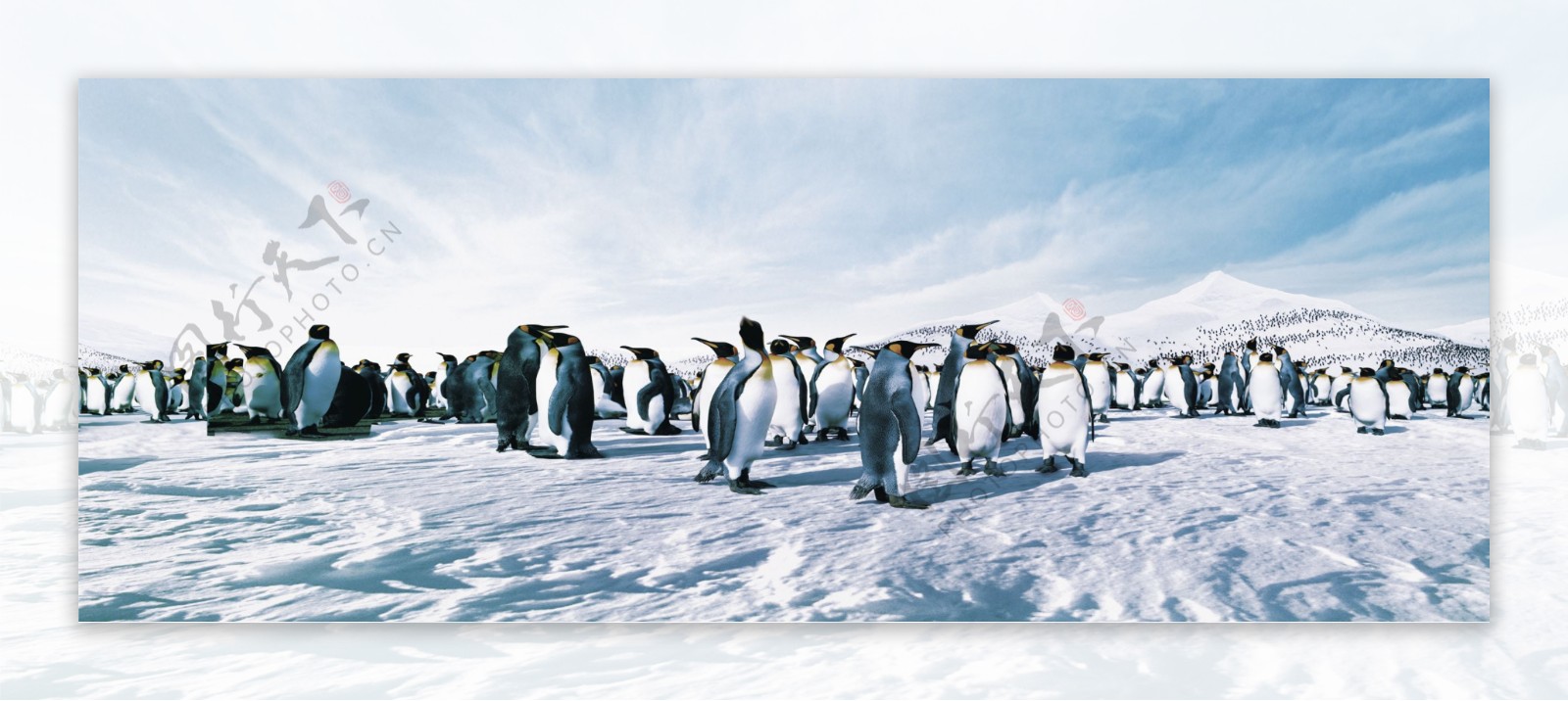 南极雪地上的企鹅图片