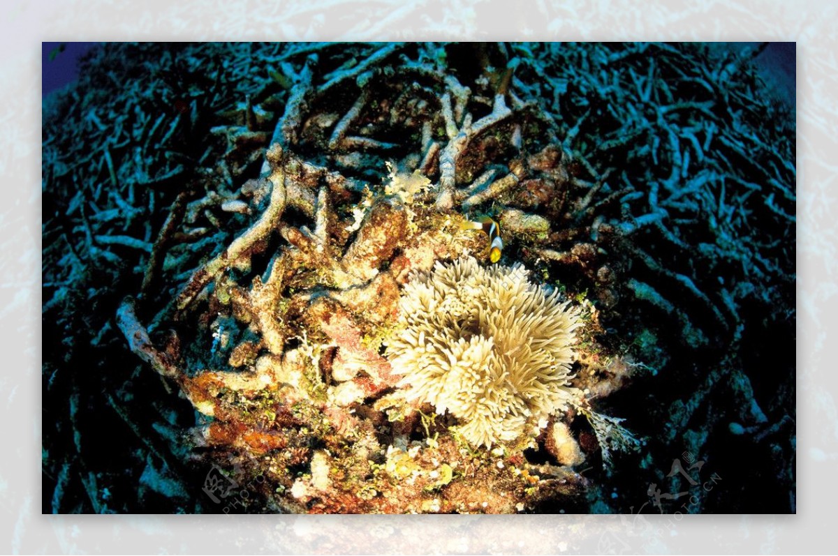 珊瑚与海葵图片