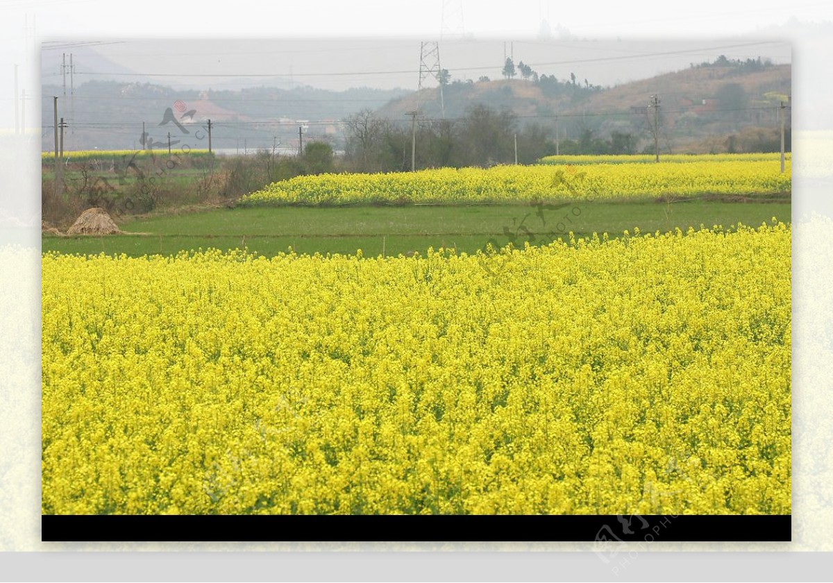 油菜花图片