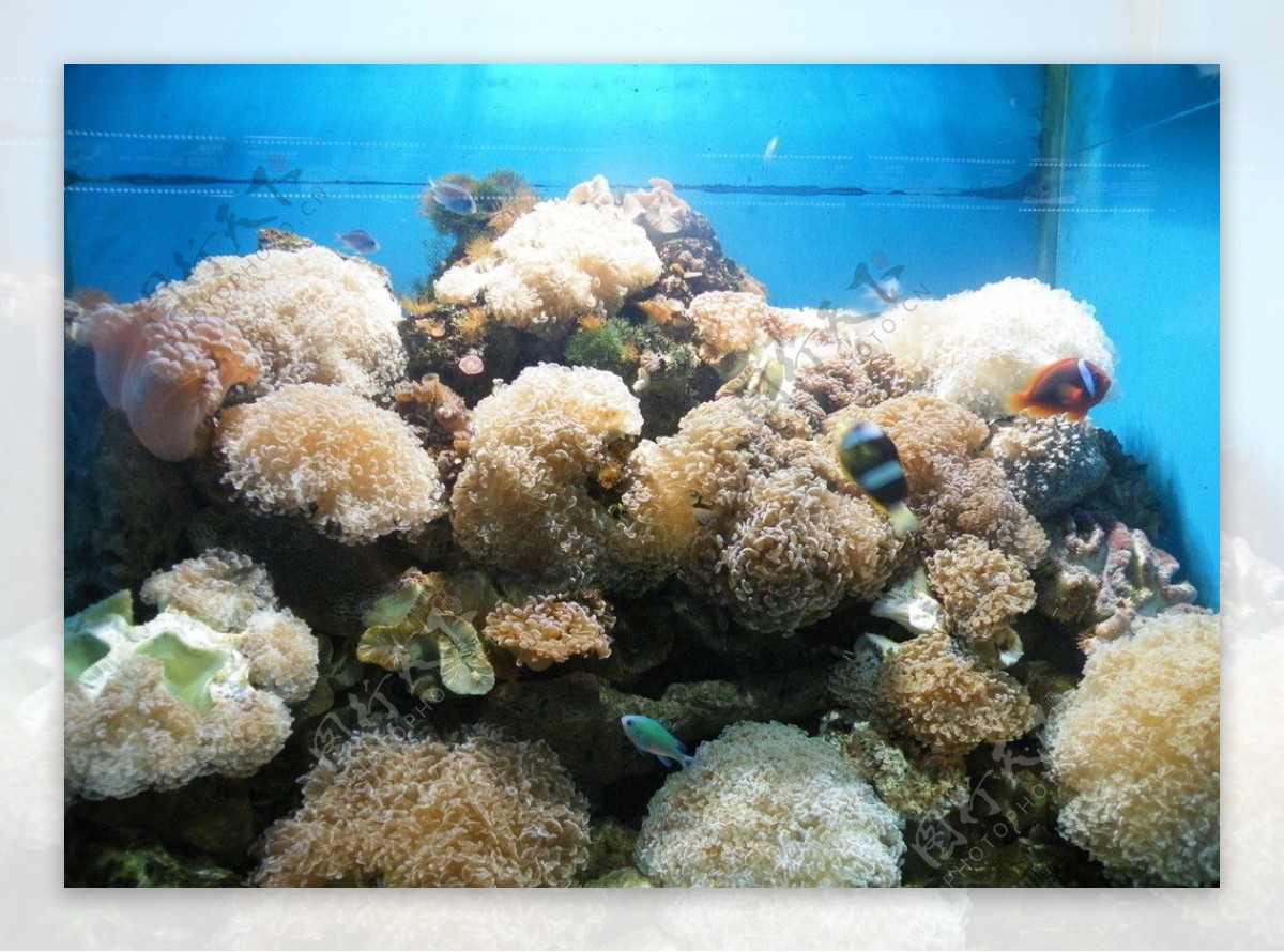 珊瑚群图片